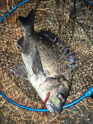 チヌの釣果