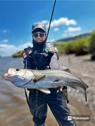 スズキの釣果