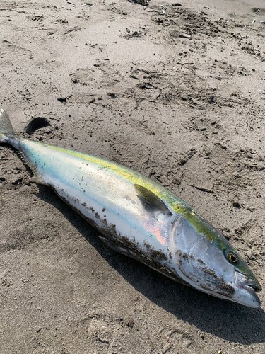 ブリの釣果