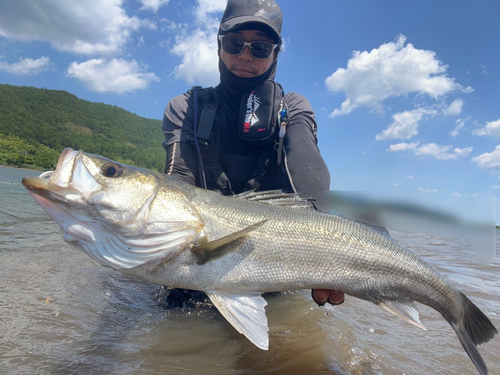 スズキの釣果