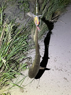 ナマズの釣果