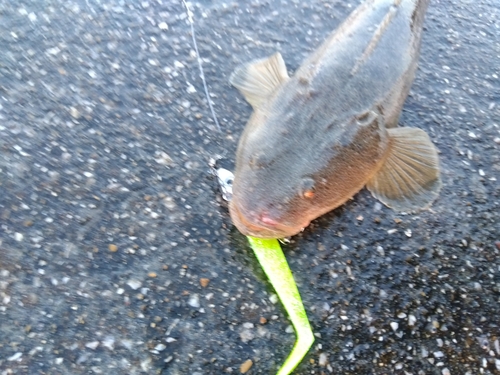 マゴチの釣果