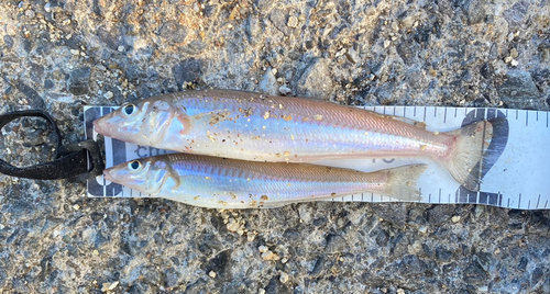 キスの釣果