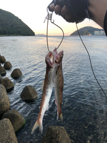 エソの釣果