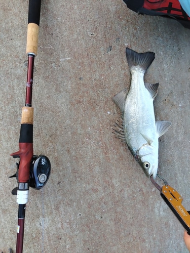 セイゴ（タイリクスズキ）の釣果