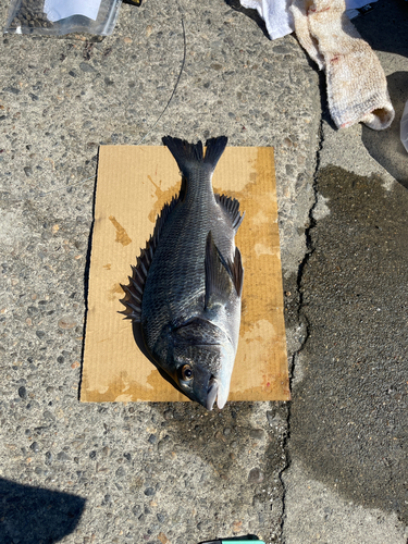 クロダイの釣果