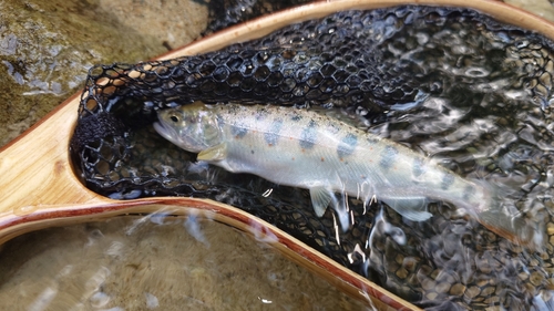 アマゴの釣果