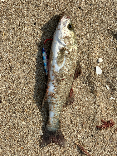 セイゴ（ヒラスズキ）の釣果