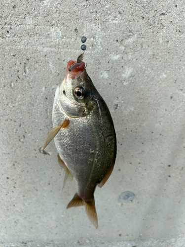 ウミタナゴの釣果