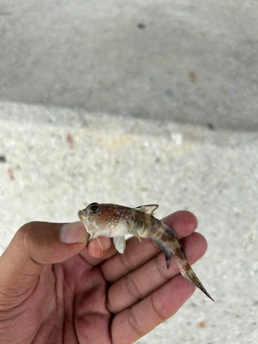 イトヒキハゼの釣果