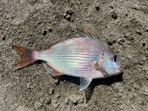 チャリコの釣果