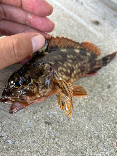 カサゴの釣果