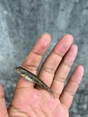 マハゼの釣果