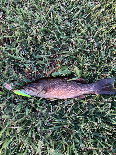 スモールマウスバスの釣果