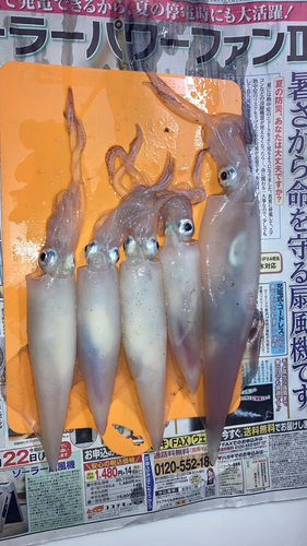 イカの釣果