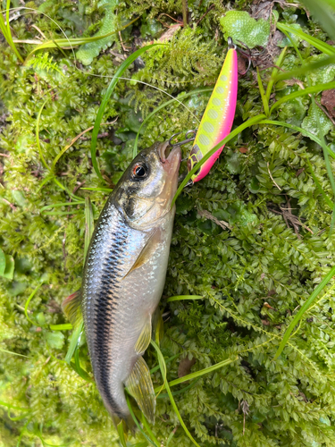 アブラハヤの釣果