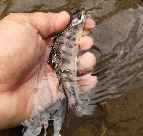 ヤマメの釣果