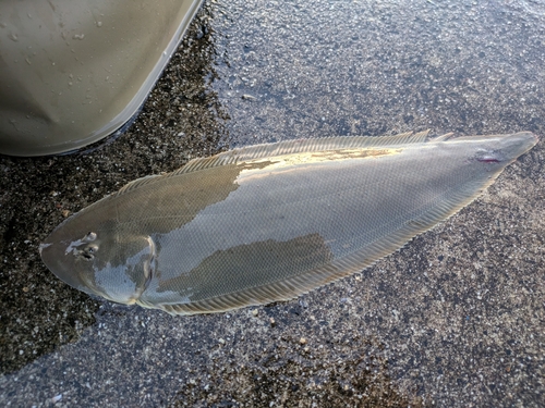 シタビラメの釣果