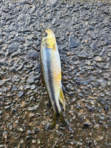 カワムツの釣果