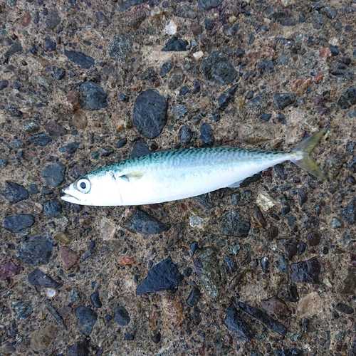 サバの釣果