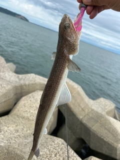 エソの釣果