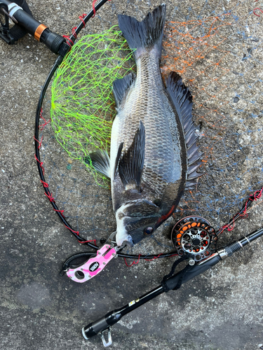 チヌの釣果