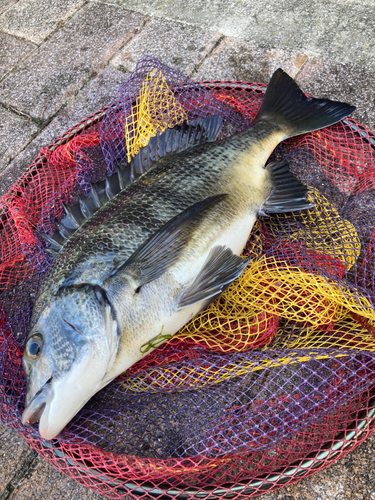 クロダイの釣果