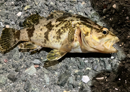 タケノコメバルの釣果