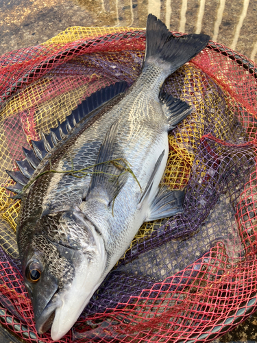 クロダイの釣果