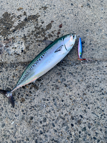 マルソウダの釣果