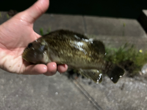 タケノコメバルの釣果