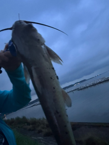 アメリカナマズの釣果