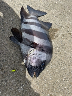 イシダイの釣果