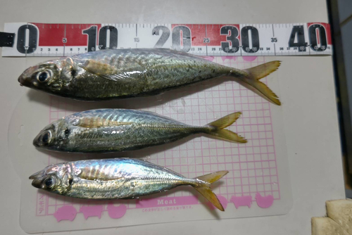 アジの釣果