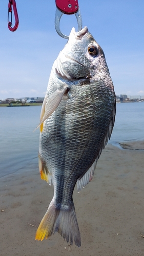 キビレの釣果