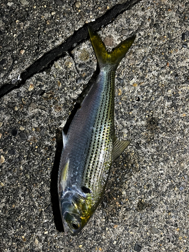 コノシロの釣果