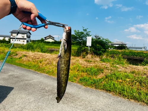 マナマズの釣果