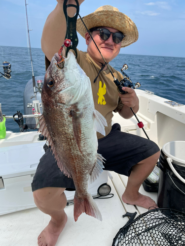 マダイの釣果