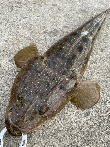 マゴチの釣果