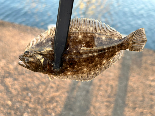 ヒラメの釣果