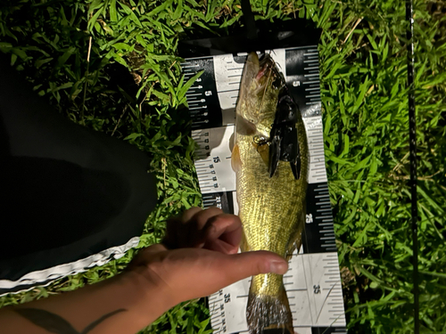 ラージマウスバスの釣果