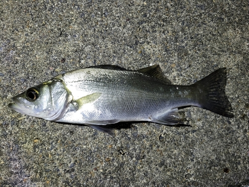 セイゴ（ヒラスズキ）の釣果