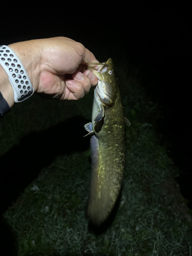 ナマズの釣果