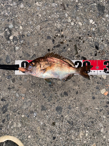 マダイの釣果