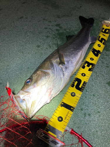 シーバスの釣果