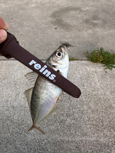 ケンサキイカの釣果