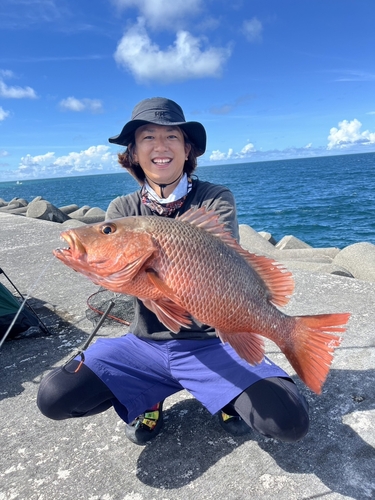 ゴマフエダイの釣果