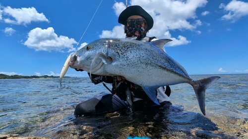 カスミアジの釣果