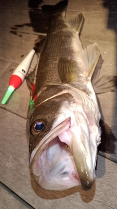 フッコ（マルスズキ）の釣果