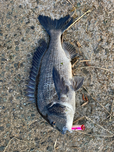 チヌの釣果